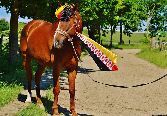 球队的命运 球队的命运